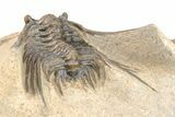 Spiny Leonaspis Trilobite Morocco #208942-5